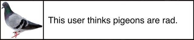This user thinks pigeons are rad
